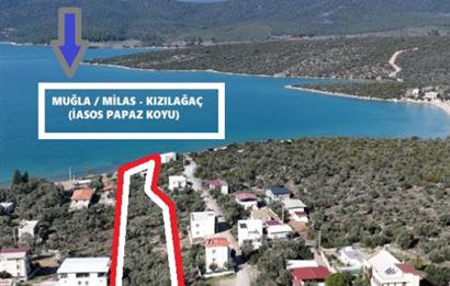 Muğla Milas Papaz Koyunda Satılık 8.087 M2 Dönüm Zeytinlik 