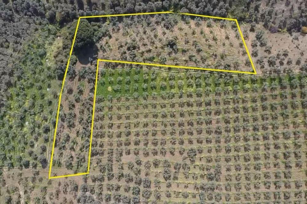 C21 Cius KARACAALİ'DE VERİMLİ, 5 DÖNÜM BAKIMLI SATILIK ZEYTİNLİK