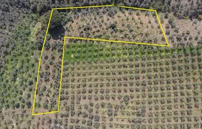 C21 Cius KARACAALİ'DE VERİMLİ, 5 DÖNÜM BAKIMLI SATILIK ZEYTİNLİK