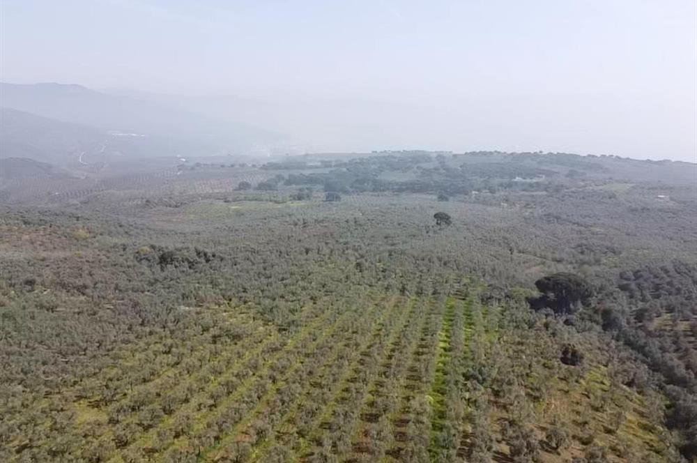 C21 Cius KARACAALİ'DE VERİMLİ, 5 DÖNÜM BAKIMLI SATILIK ZEYTİNLİK