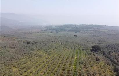 C21 Cius KARACAALİ'DE VERİMLİ, 5 DÖNÜM BAKIMLI SATILIK ZEYTİNLİK
