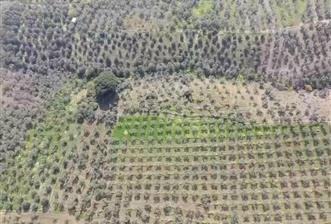 C21 Cius KARACAALİ'DE VERİMLİ, 5 DÖNÜM BAKIMLI SATILIK ZEYTİNLİK - 1 - 31481