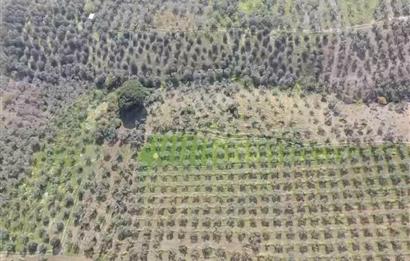 C21 Cius KARACAALİ'DE VERİMLİ, 5 DÖNÜM BAKIMLI SATILIK ZEYTİNLİK