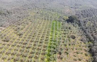 C21 Cius KARACAALİ'DE VERİMLİ, 5 DÖNÜM BAKIMLI SATILIK ZEYTİNLİK