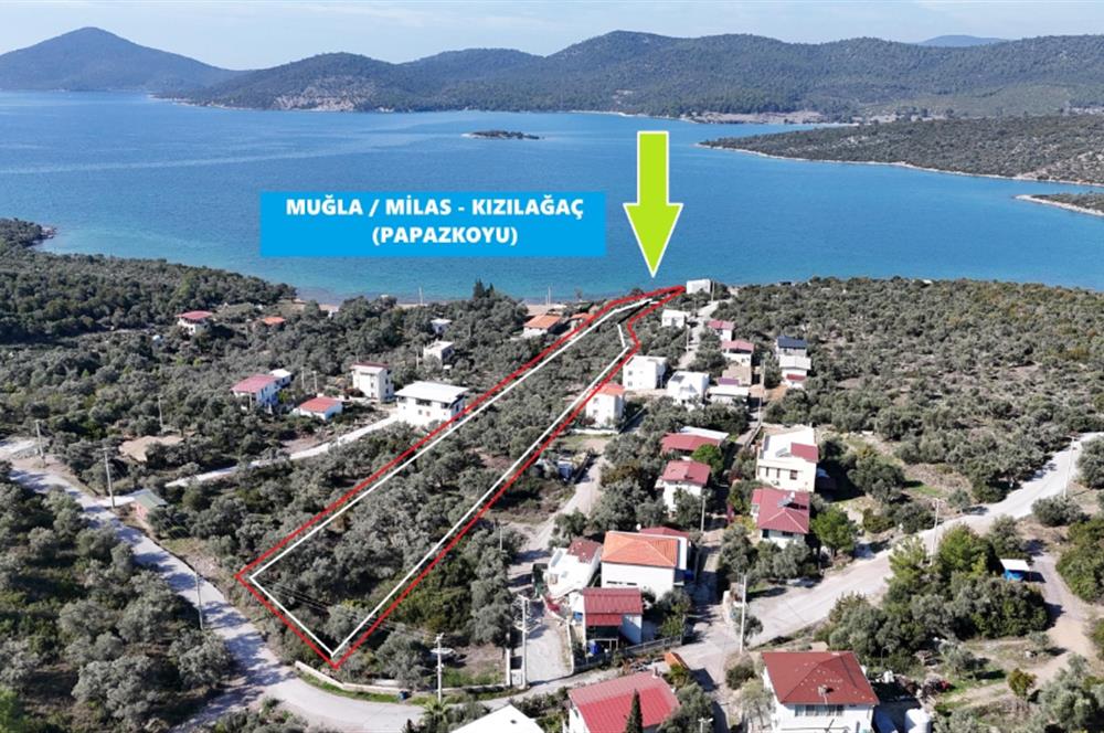 Muğla Milas Papaz Koyunda Satılık 8.087 M2 Dönüm Zeytinlik 