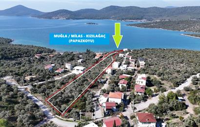Muğla Milas Papaz Koyunda Satılık 8.087 M2 Dönüm Zeytinlik 