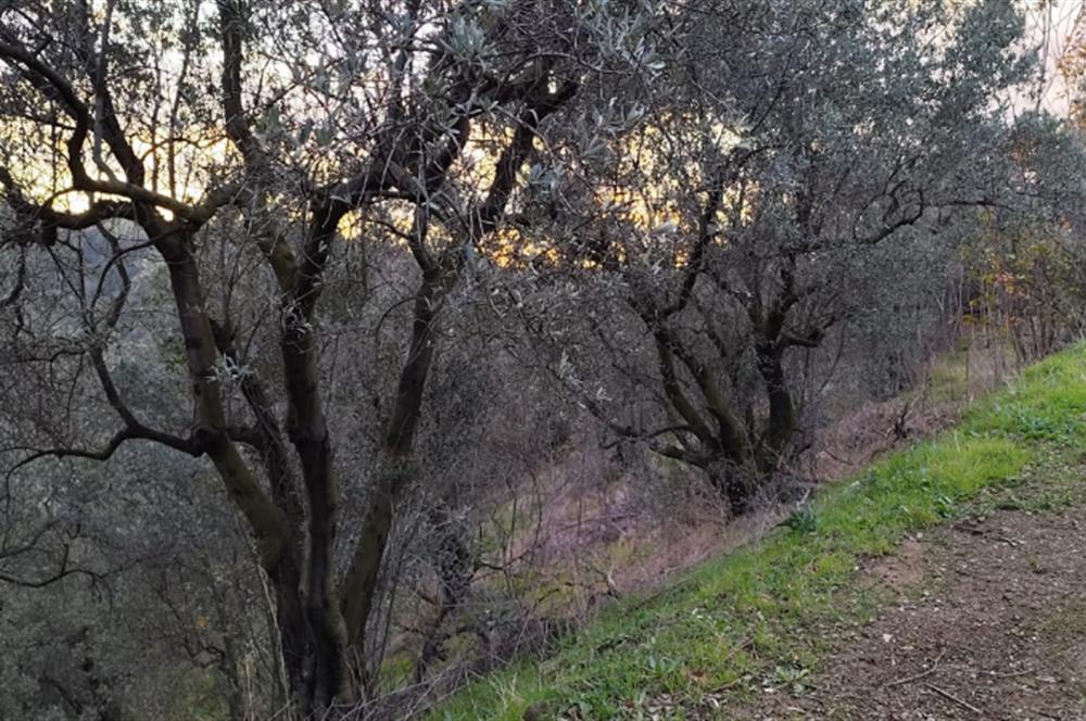 GEMLIK'DE SATILIK ZEYTINLIK YATIRIMLIK