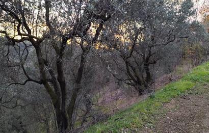 GEMLIK'DE SATILIK ZEYTINLIK YATIRIMLIK