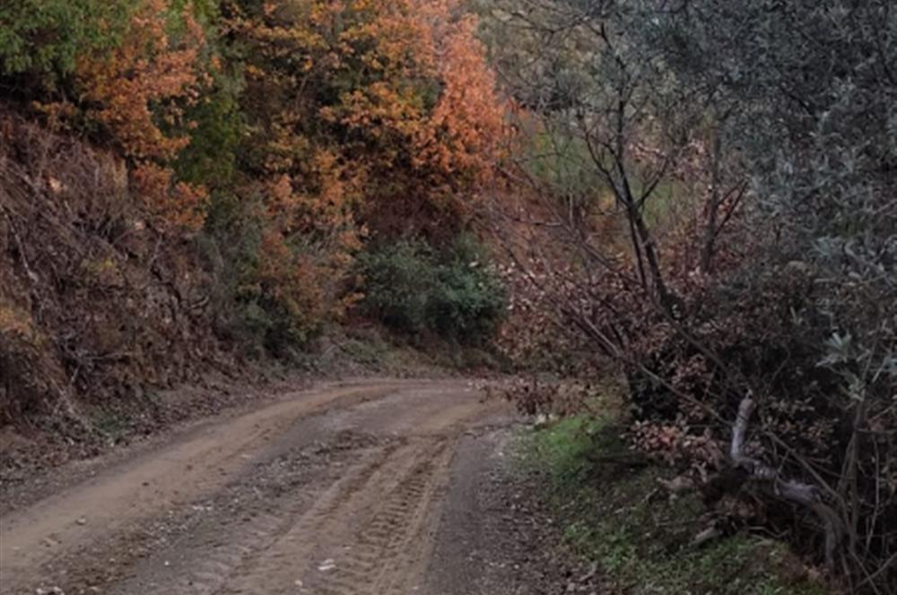 GEMLIK'DE SATILIK ZEYTINLIK YATIRIMLIK