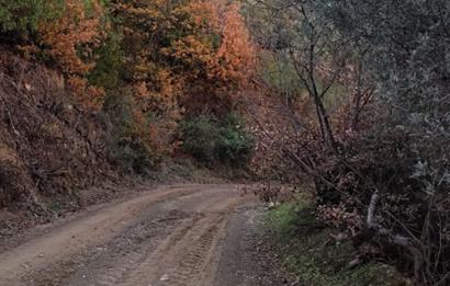 GEMLIK'DE SATILIK ZEYTINLIK YATIRIMLIK