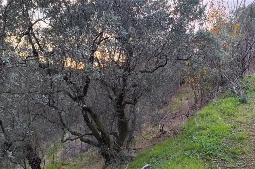 GEMLIK'DE SATILIK ZEYTINLIK YATIRIMLIK