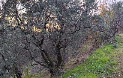 GEMLIK'DE SATILIK ZEYTINLIK YATIRIMLIK