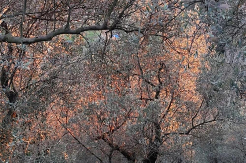 GEMLIK'DE SATILIK ZEYTINLIK YATIRIMLIK