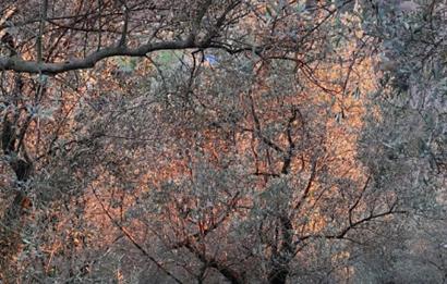 GEMLIK'DE SATILIK ZEYTINLIK YATIRIMLIK