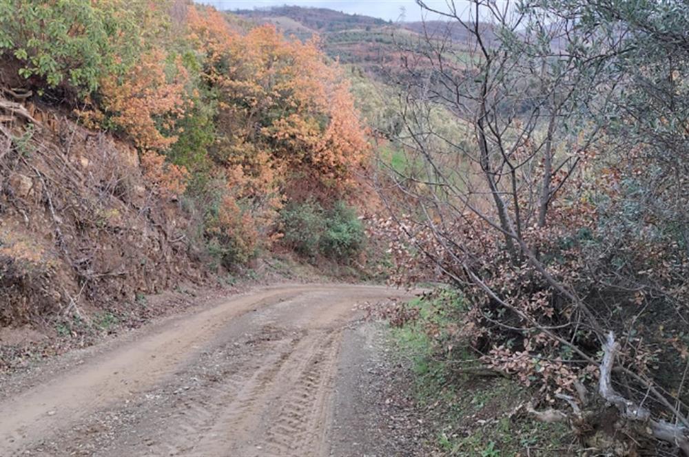 GEMLIK'DE SATILIK ZEYTINLIK YATIRIMLIK