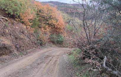 GEMLIK'DE SATILIK ZEYTINLIK YATIRIMLIK