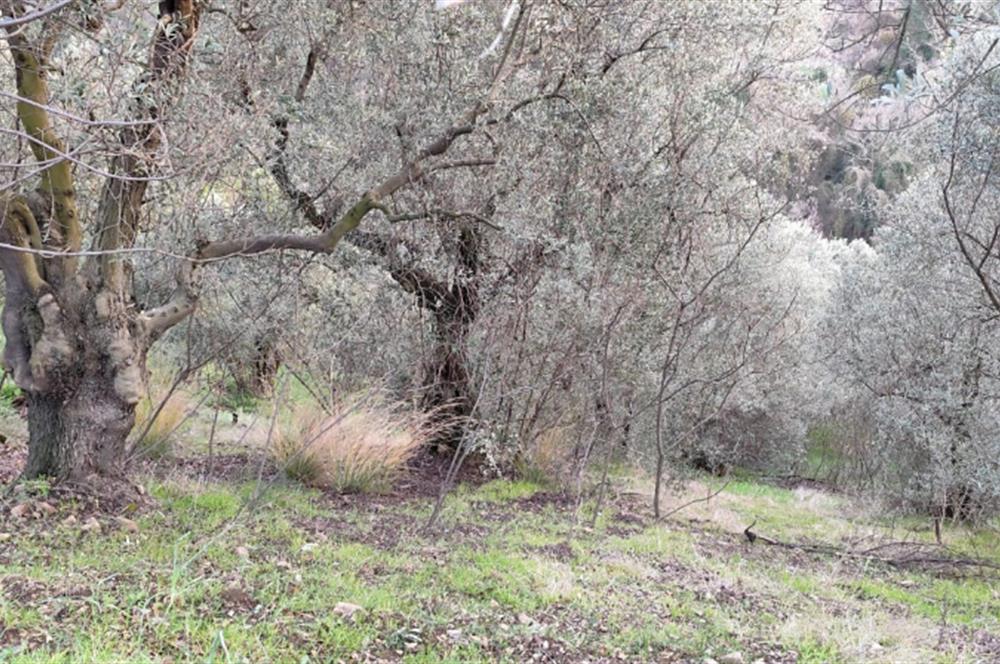 GEMLIK'DE SATILIK ZEYTINLIK YATIRIMLIK