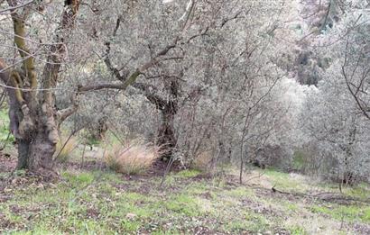 GEMLIK'DE SATILIK ZEYTINLIK YATIRIMLIK