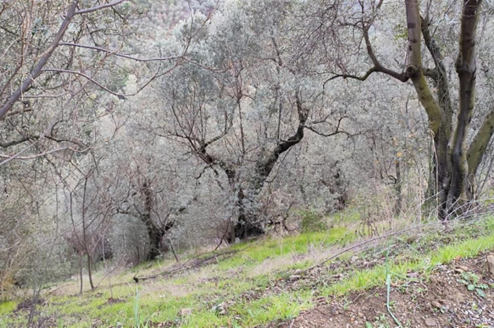 GEMLIK'DE SATILIK ZEYTINLIK YATIRIMLIK