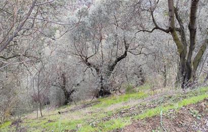 GEMLIK'DE SATILIK ZEYTINLIK YATIRIMLIK