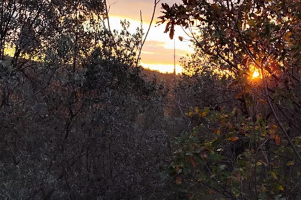 GEMLIK'DE SATILIK ZEYTINLIK YATIRIMLIK