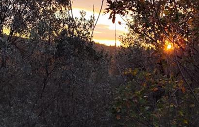 GEMLIK'DE SATILIK ZEYTINLIK YATIRIMLIK