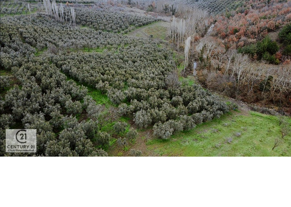 C21 Cius; Katırlı'da Doğa Harikası 6.266 M2 Satılık Zeytinlik