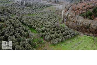 C21 Cius; Katırlı'da Doğa Harikası 6.266 M2 Satılık Zeytinlik - 4 - 31522