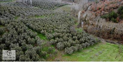 C21 Cius; Katırlı'da Doğa Harikası 6.266 M2 Satılık Zeytinlik