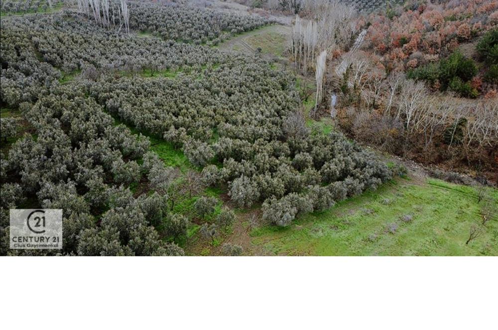 C21 Cius; Katırlı'da Doğa Harikası 6.266 M2 Satılık Zeytinlik