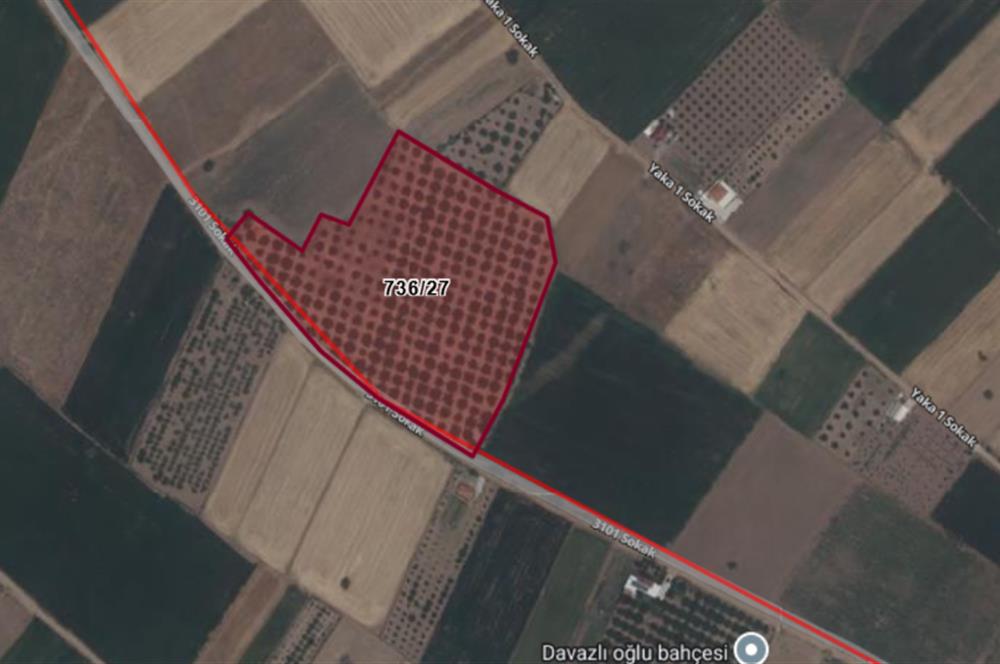 C21 LOFT'tan Denizli Tavasta Yüksek Verimli, Ceviz Bahçesi