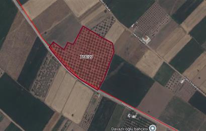 C21 LOFT'tan Denizli Tavasta Yüksek Verimli, Ceviz Bahçesi