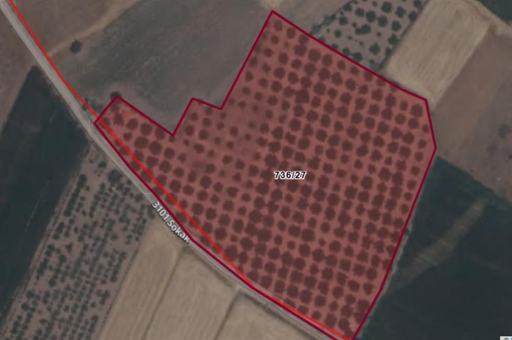 C21 LOFT'tan Denizli Tavasta Yüksek Verimli, Ceviz Bahçesi