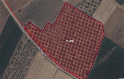 C21 LOFT'tan Denizli Tavasta Yüksek Verimli, Ceviz Bahçesi