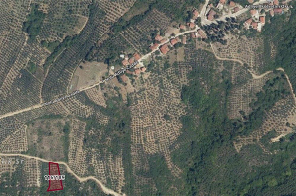 GEMLIK'DE SATILIK ZEYTINLIK YATIRIMLIK