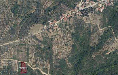 GEMLIK'DE SATILIK ZEYTINLIK YATIRIMLIK