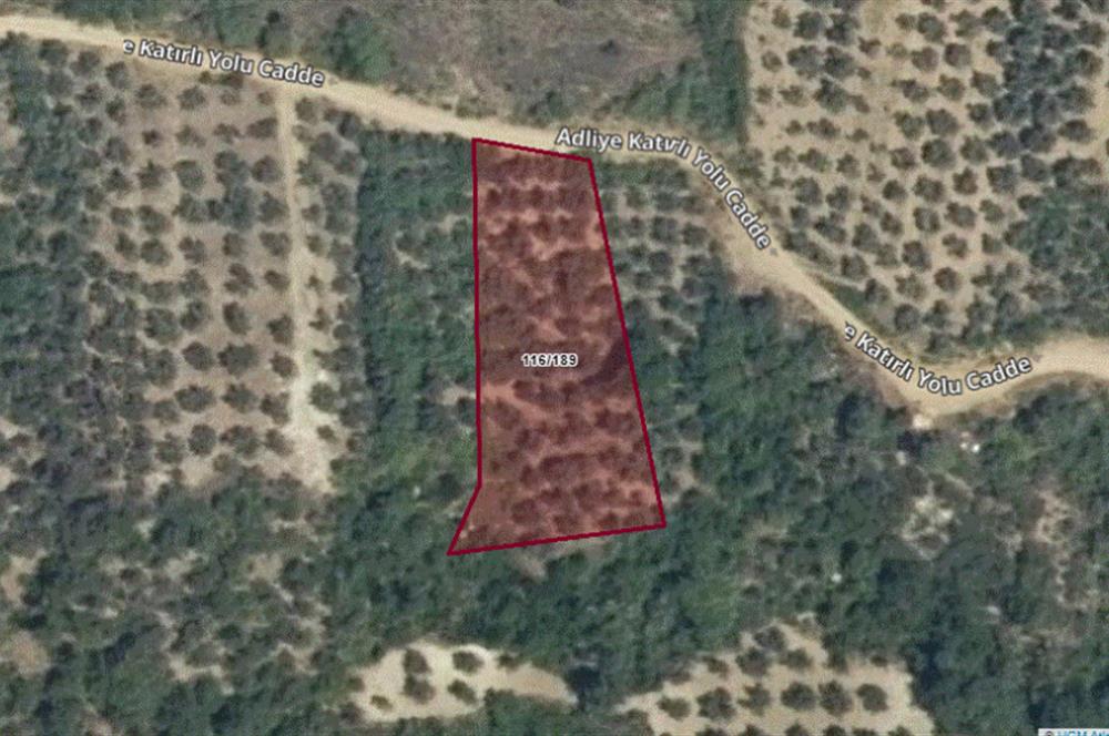 GEMLIK'DE SATILIK ZEYTINLIK YATIRIMLIK