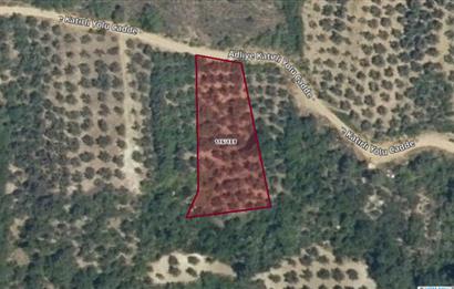 GEMLIK'DE SATILIK ZEYTINLIK YATIRIMLIK