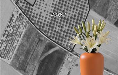 C21 LOFT'tan Denizli Tavasta Yüksek Verimli, Ceviz Bahçesi