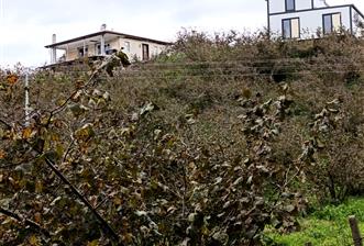 Düzce Akçakoca Yatırımlık Arsa - 1 - 31549