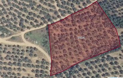 C21 Cius; Umurbey'de Kadastro Yoluna Cephe Düz Satılık 2908 m2