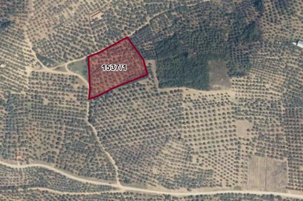 C21 Cius; Umurbey'de Kadastro Yoluna Cephe Düz Satılık 2908 m2