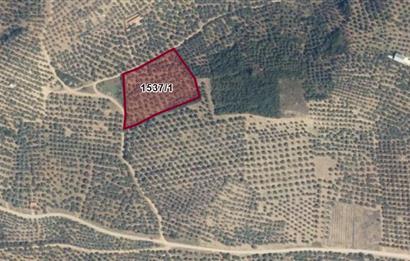 C21 Cius; Umurbey'de Kadastro Yoluna Cephe Düz Satılık 2908 m2