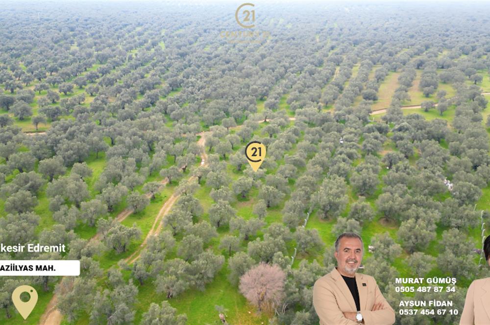 C21BAL'DAN EDREMİT GAZİİLYAS MH YOLU-SUYU OLAN SATILIK ZEYTİNLİK