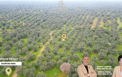 C21BAL'DAN EDREMİT GAZİİLYAS MH YOLU-SUYU OLAN SATILIK ZEYTİNLİK