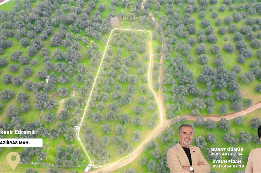 C21BAL'DAN EDREMİT GAZİİLYAS MH YOLU-SUYU OLAN SATILIK ZEYTİNLİK