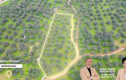 C21BAL'DAN EDREMİT GAZİİLYAS MH YOLU-SUYU OLAN SATILIK ZEYTİNLİK