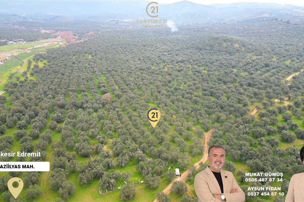 C21BAL'DAN EDREMİT GAZİİLYAS MH YOLU-SUYU OLAN SATILIK ZEYTİNLİK