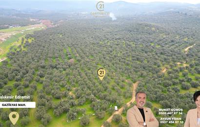 C21BAL'DAN EDREMİT GAZİİLYAS MH YOLU-SUYU OLAN SATILIK ZEYTİNLİK