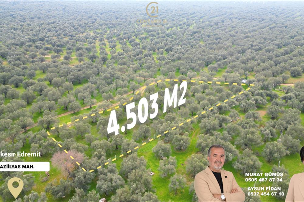 C21BAL'DAN EDREMİT GAZİİLYAS MH YOLU-SUYU OLAN SATILIK ZEYTİNLİK